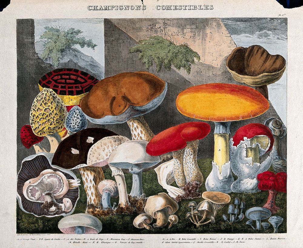 Edible fungi: 19 species, including horse and field mushrooms (Agaricus), morels (Morchella and Helvella) and Boletus…