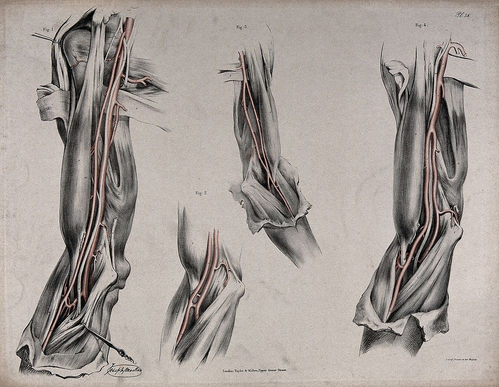 The circulatory system: dissections of the arm, shoulder and elbow, with arteries and blood vessels indicated in red.…