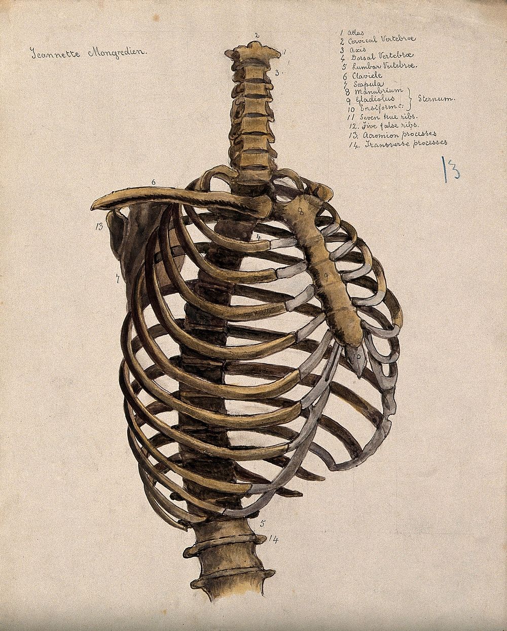 Vertebral column and ribcage. Watercolour by J. Mongrédien, ca. 1880.