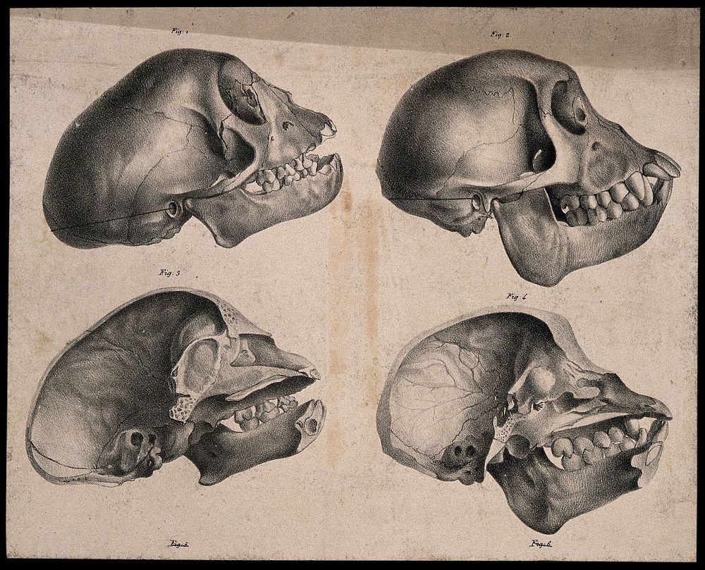 Skulls of male and female Capuchin monkeys, with vertical sections. Lithograph by G. Engelmann after C.P. Mazer, ca 1835.