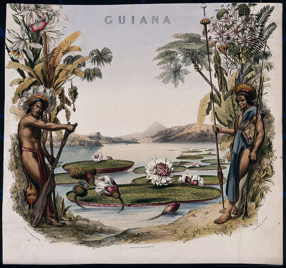 Giant water lilies (Victoria amazonica) on a lake bordered by two Guianan men and plants. Coloured lithographic reproduction…