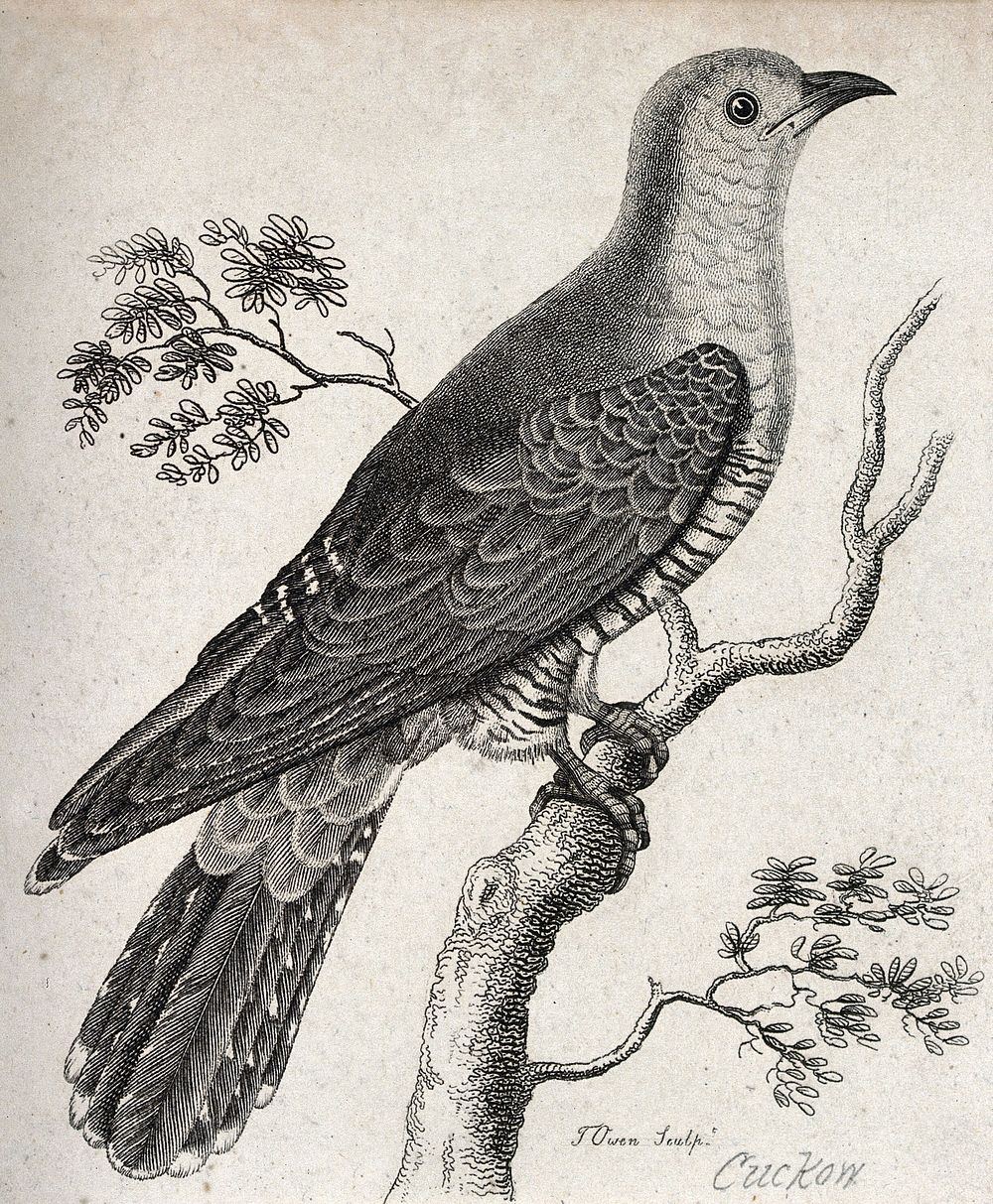 A cuckoo sitting on a branch of a tree. Etching by T. Owen.