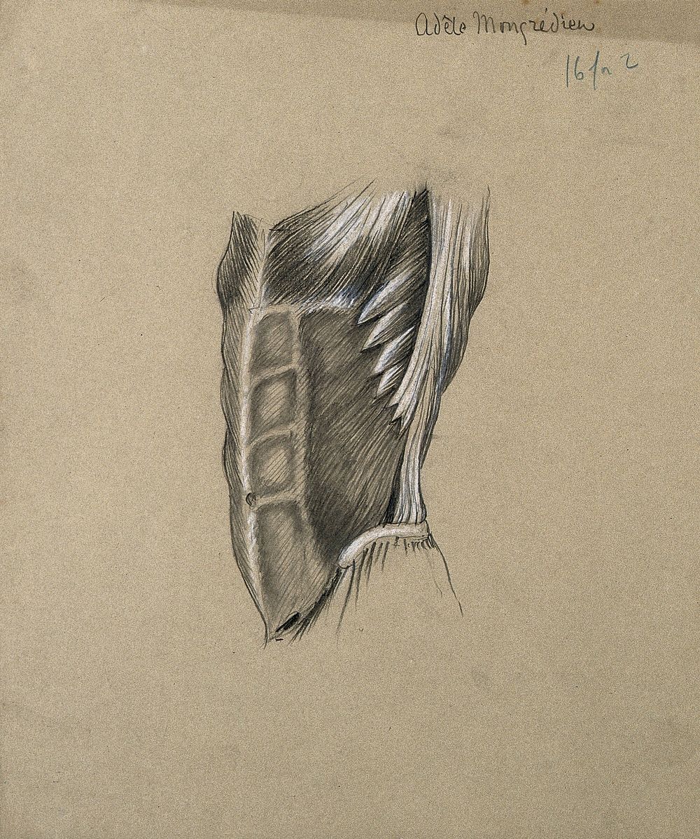 Muscles of the trunk: side view. Pencil and chalk drawing by A. Mongrédien, ca. 1880.