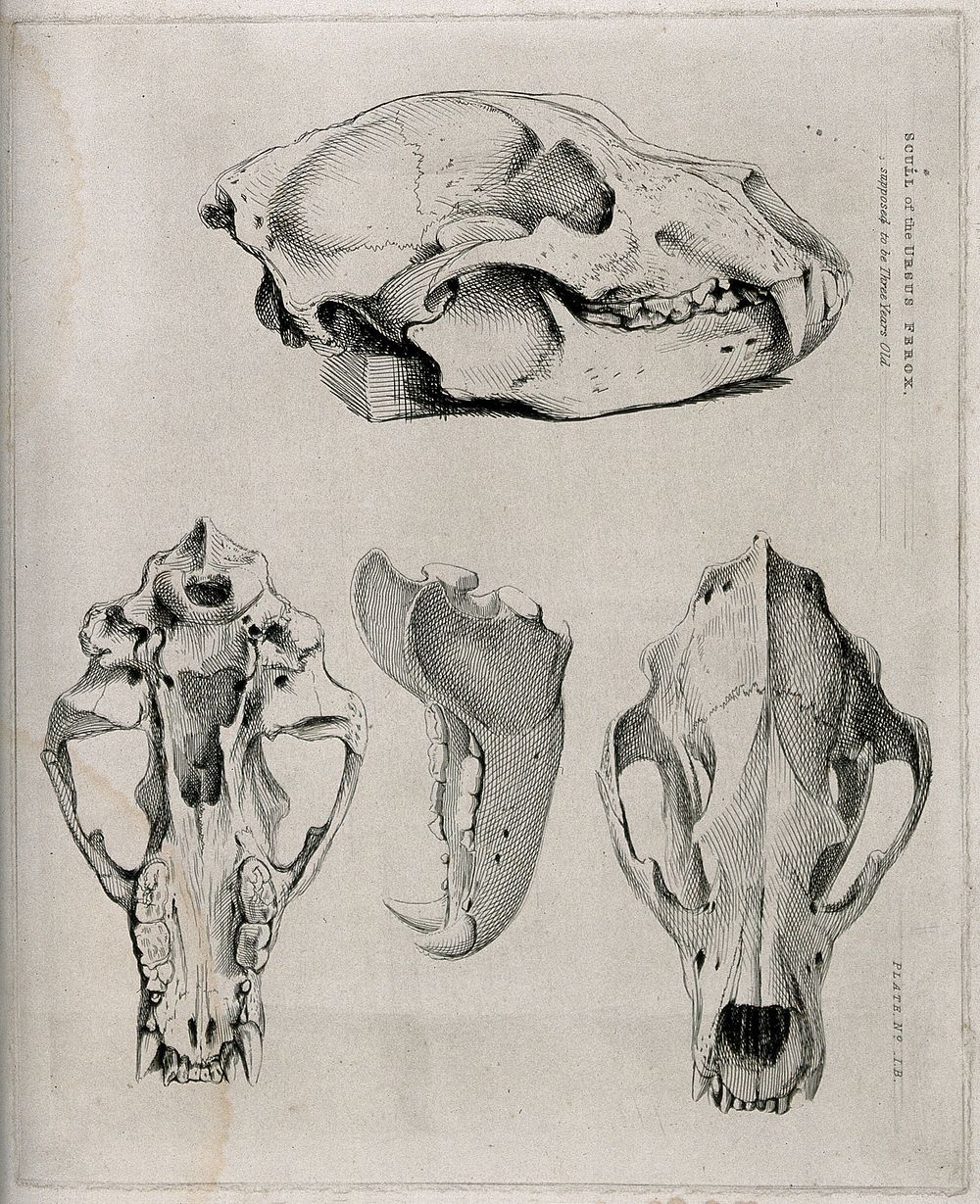 Skull of a three-year-old brown bear: four figures, showing the skull and jaw-bones. Etching, 1840/1870.