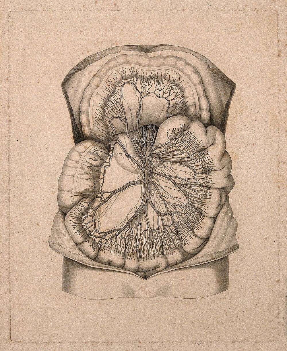Contents of the abdominal cavity. Line engraving.