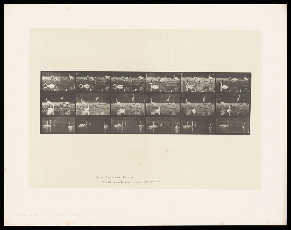 Swans and storks on water and land. Collotype after Eadweard Muybridge, 1887.