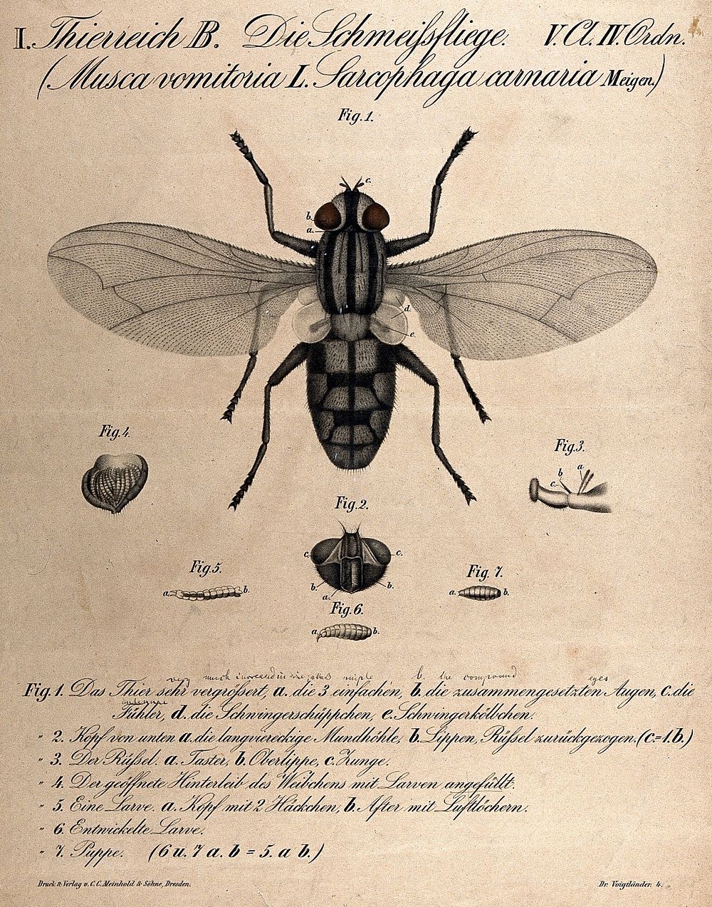 A bluebottle fly: seven figures, including details showing the head and pupae. Chromolithograph, 1870.