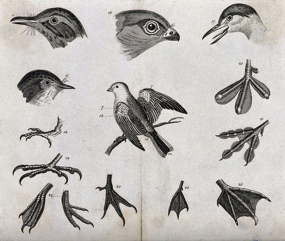 A whole bird surrounded by four different birds' heads and eight types of birds' feet. Etching.
