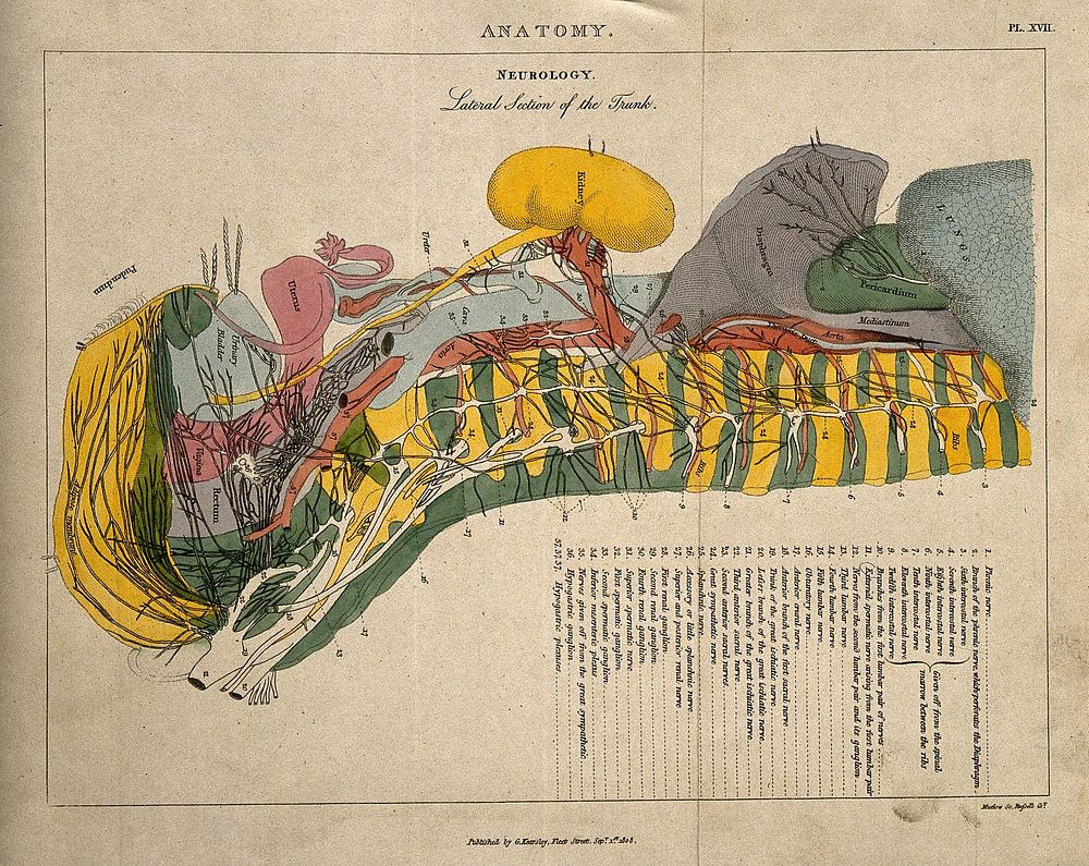 Torso of a woman: cross-section indicating the nerves, organs, arteries and bones, in various colours. Coloured line…