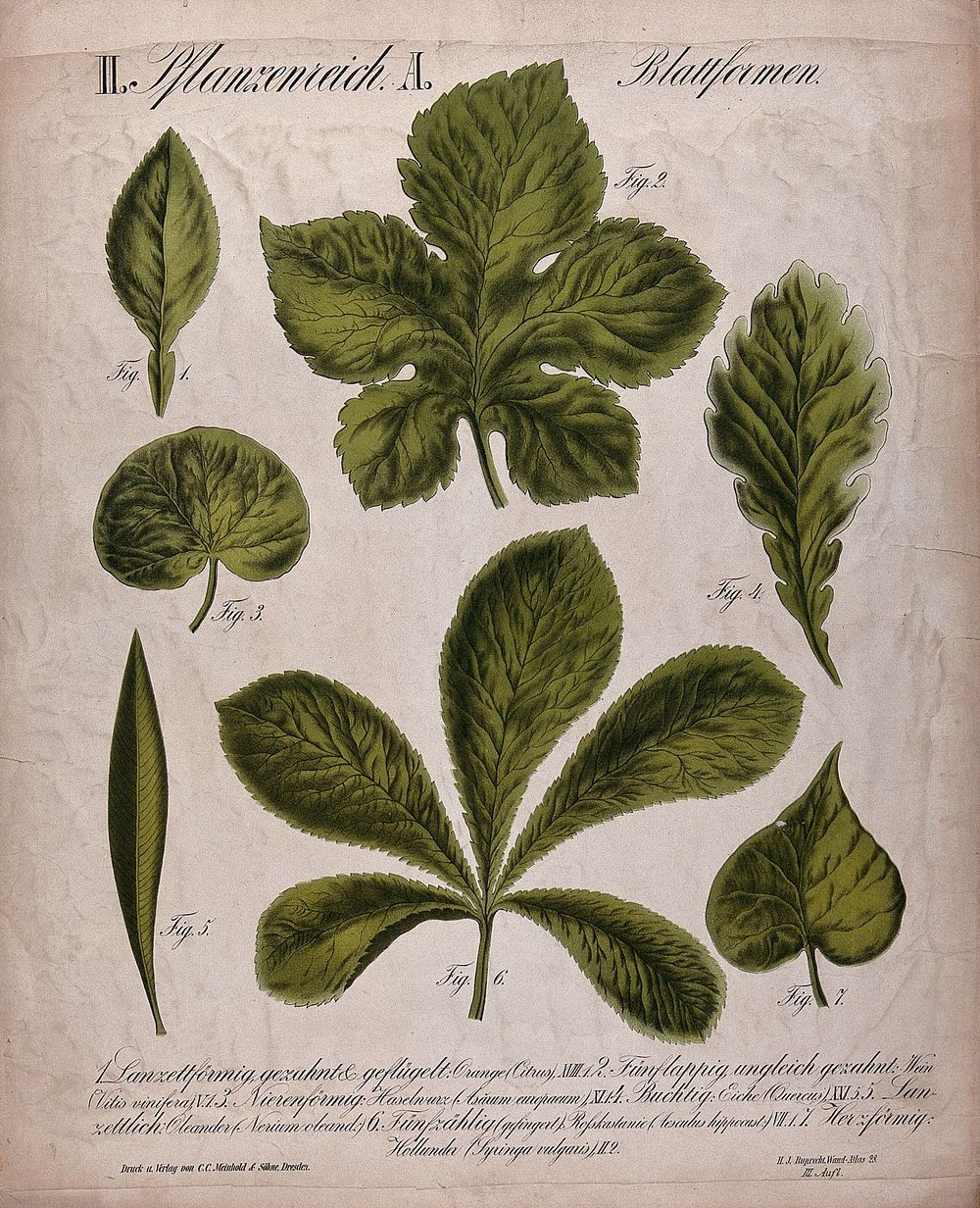 Seven leaves of different forms, including orange tree, vine, hazel, oak, oleander, horse chestnut and elder.…