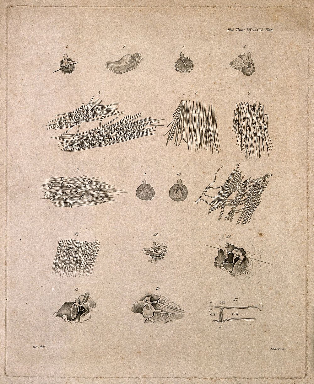 Anatomy of the membrana tympani of the ear, showing the fibrous laminae: seventeen figures. Etching by J. Basire, after…