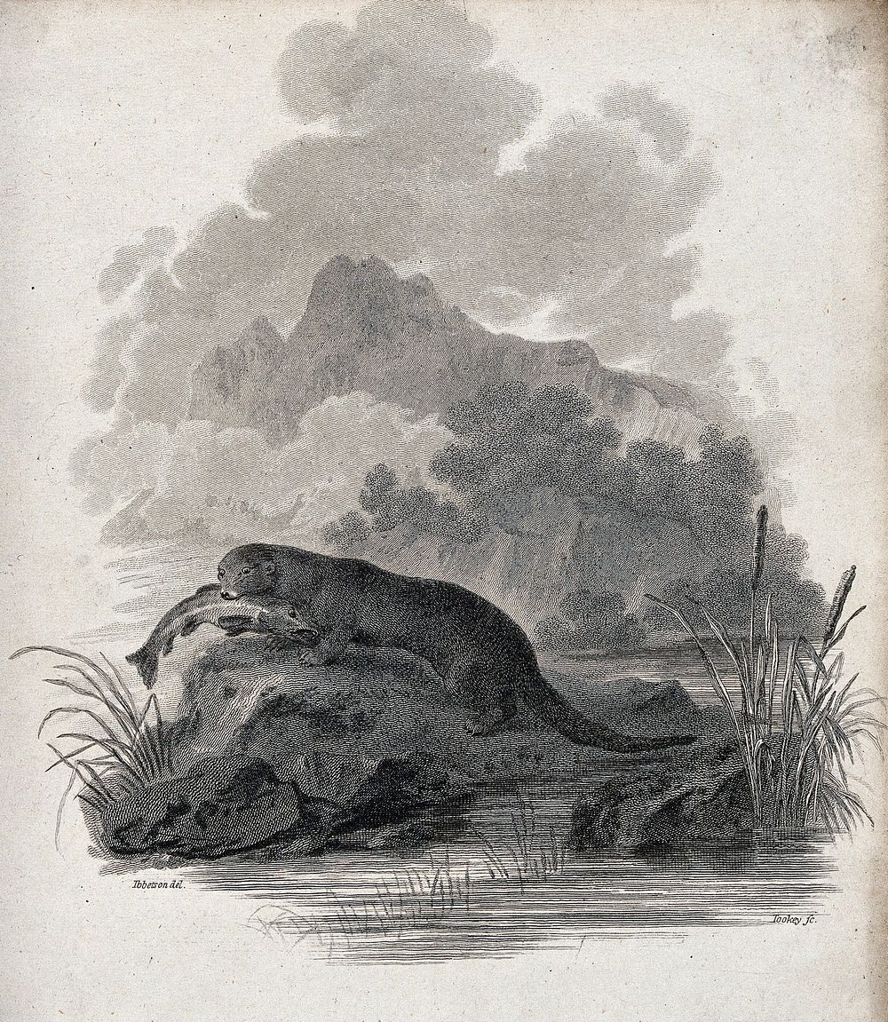 An otter sitting on a rock in the river having just caught a pike. Etching by J. Tookey after J. C. Ibbetson.