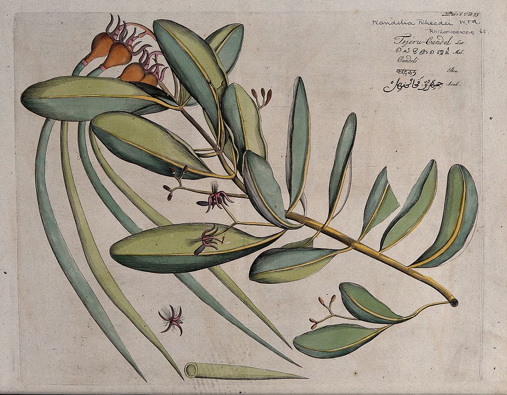 Kandel or Mangrove plant (Kandelia candel (L.) Druce): branch with flowers and fruit and separate flower and sectioned…