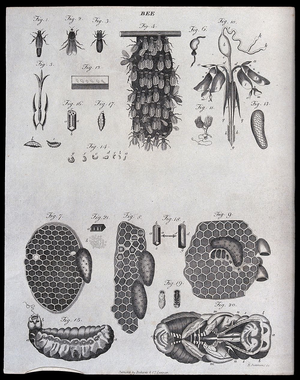 Apiculture: bees, combs and swarms. Engraving by H. Summons.