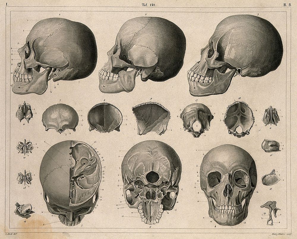 Bones of the skull: nineteen figures. Line engraving by H. Winkles under the direction of J.G. Heck, 1830/1845.
