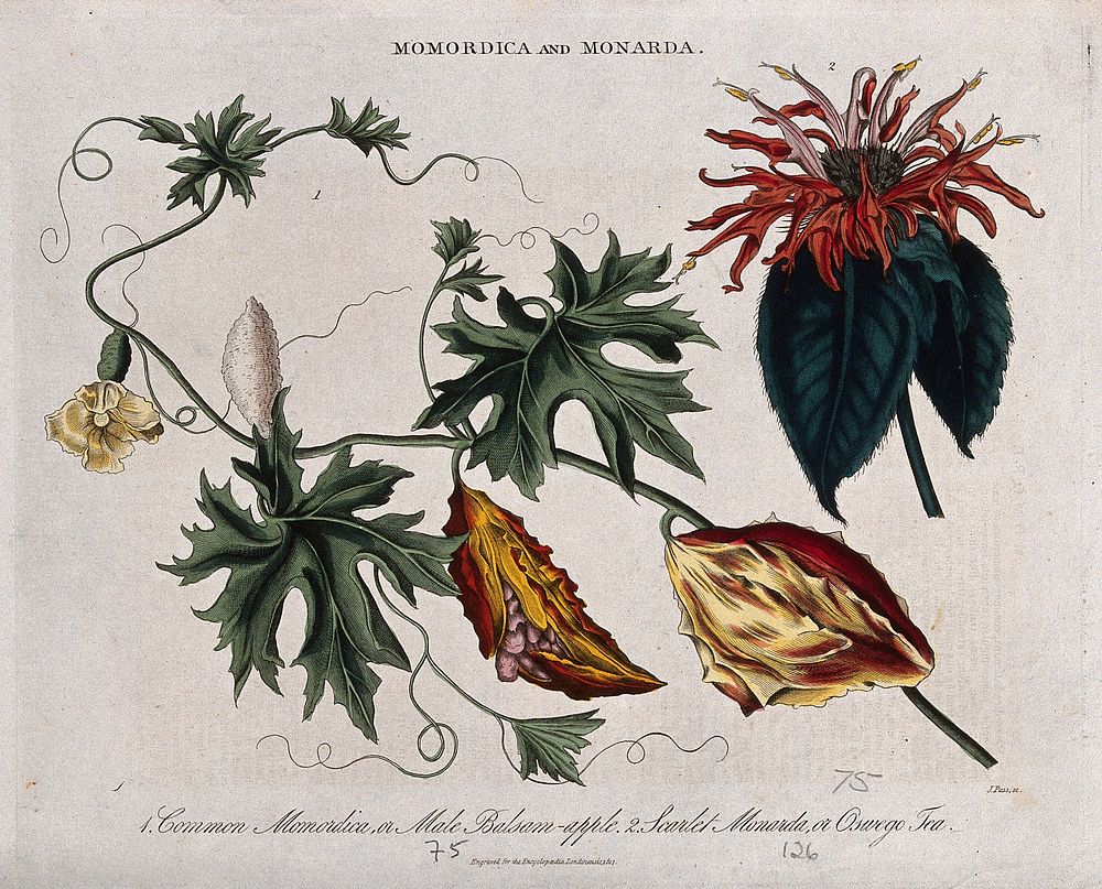 Two plants: balsam apple (Momordica balsamina) and Oswego tea or bee balm (Monarda didyma). Coloured engraving by J. Pass…