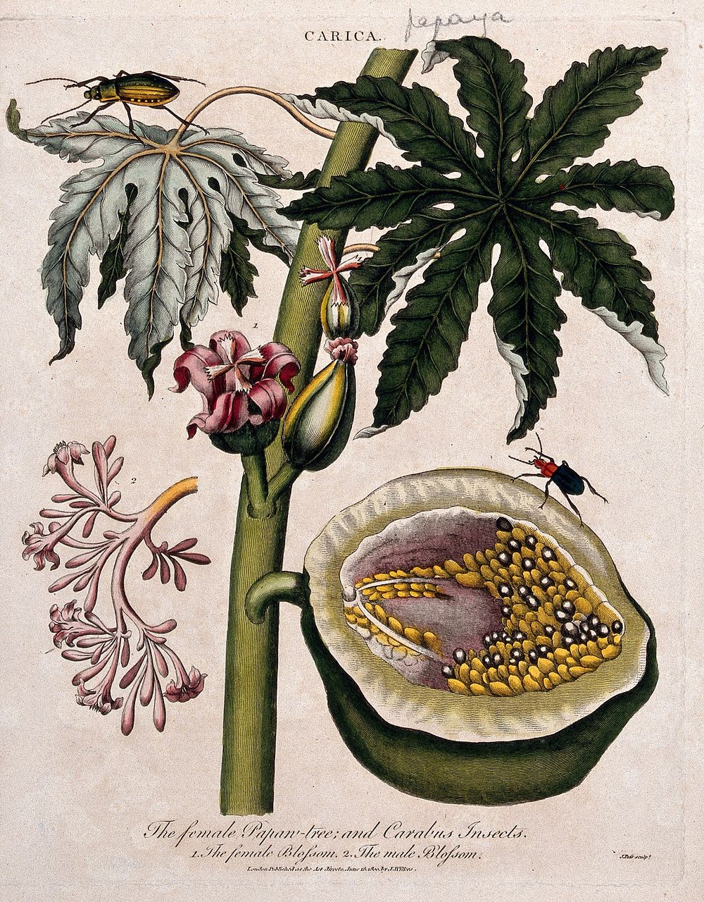 Papaw or papaya (Carica papaya): flowering branch, sectioned fruit and insect. Coloured etching by J. Pass, c. 1800, after…