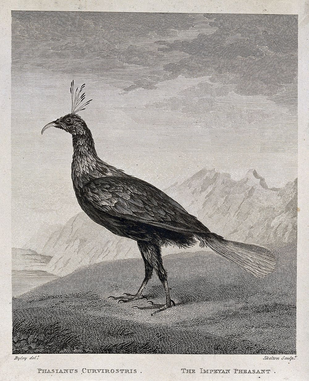 An impeyan pheasant (Lophophorus impeyanus). Etching by Skelton after C. R. Ryley.