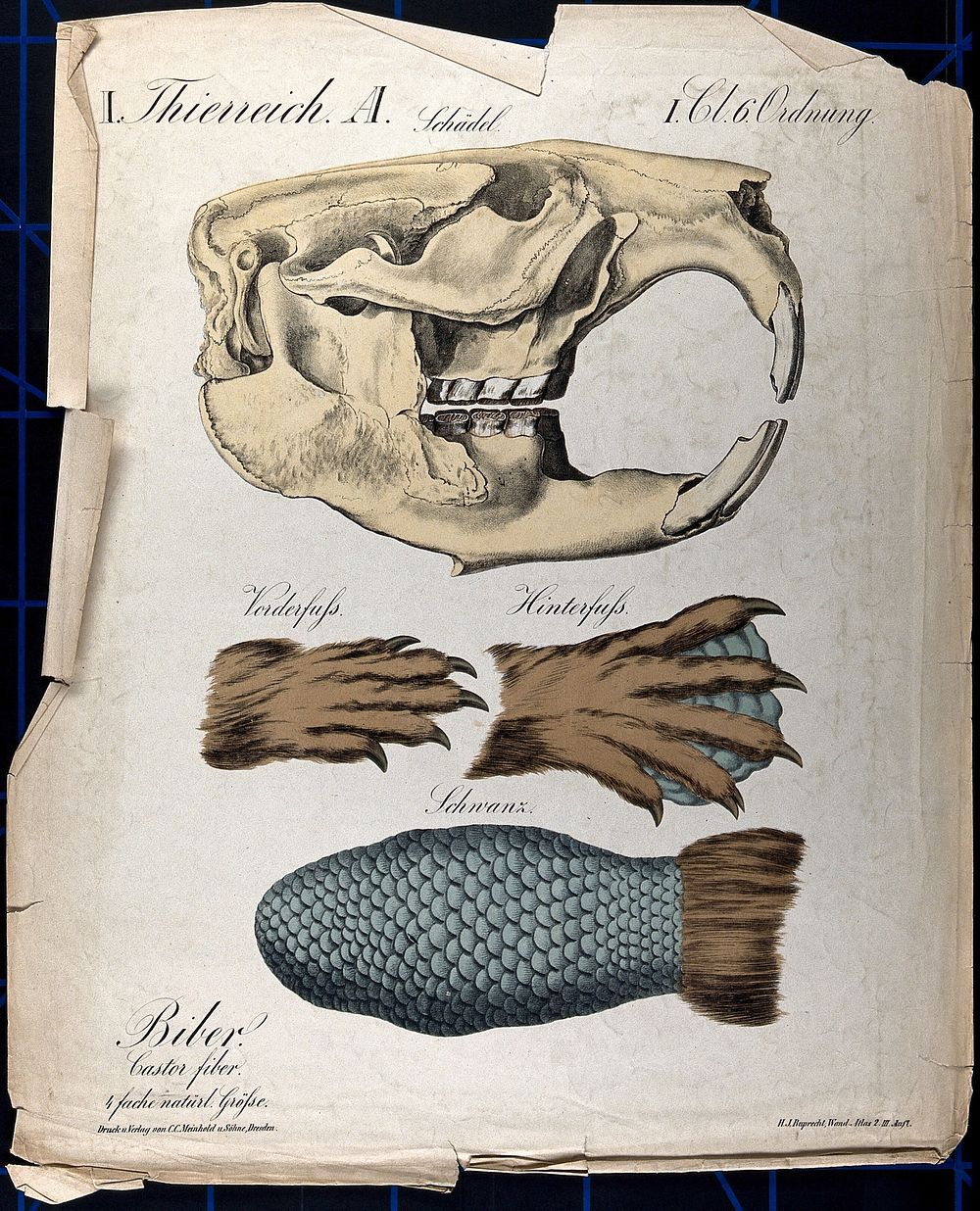 Beaver skull, with illustrations showing the fore foot, hind foot, and the tail. Chromolithograph by H.J. Ruprecht, 1877.