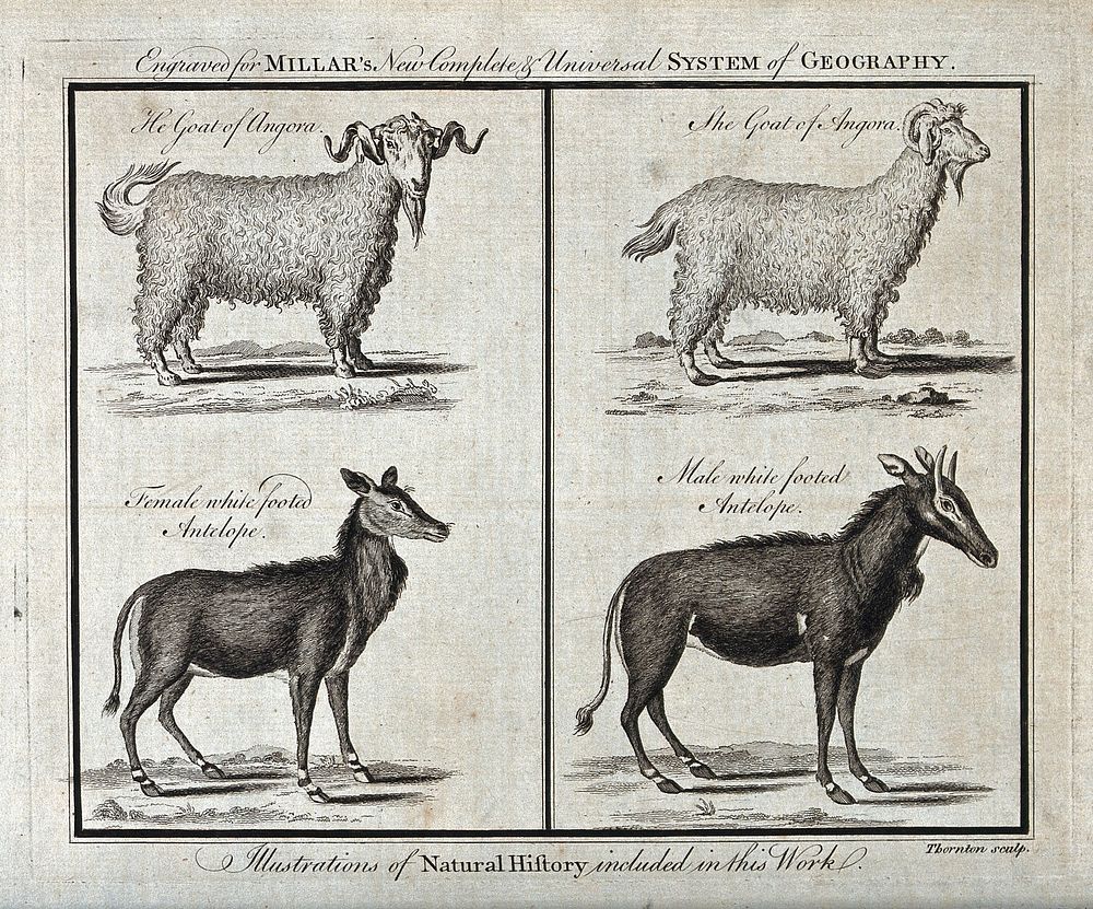 Goat head. Ink black and white drawing - Stock Illustration [86219704] -  PIXTA