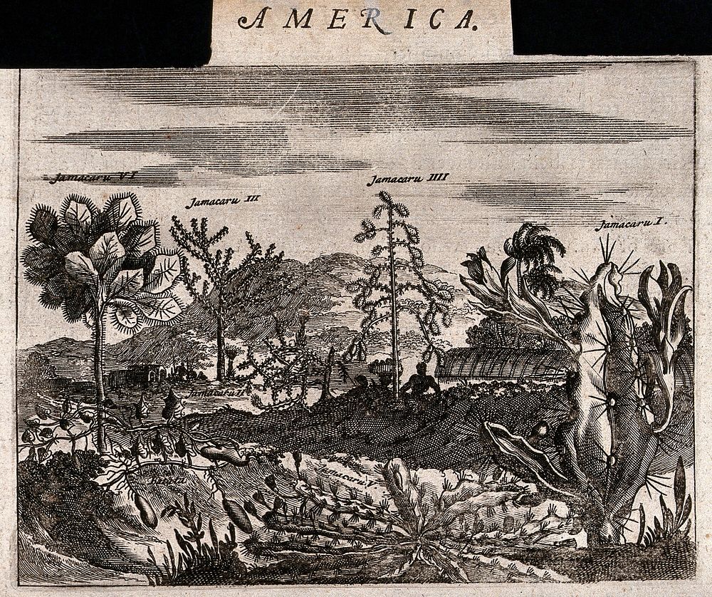 Five large cacti and a sweet potato plant (Ipomoea batatas) in a tropical landscape. Etching, c. 1671.