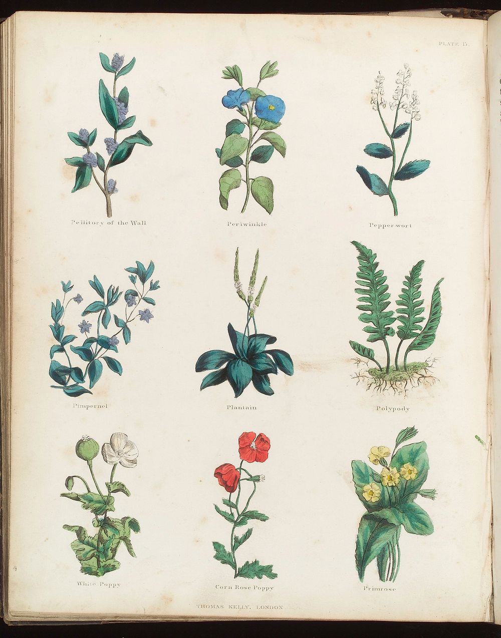 The complete herbal, to which is now added, upwards of one hundred additional herbs, with a display of their medicinal and…