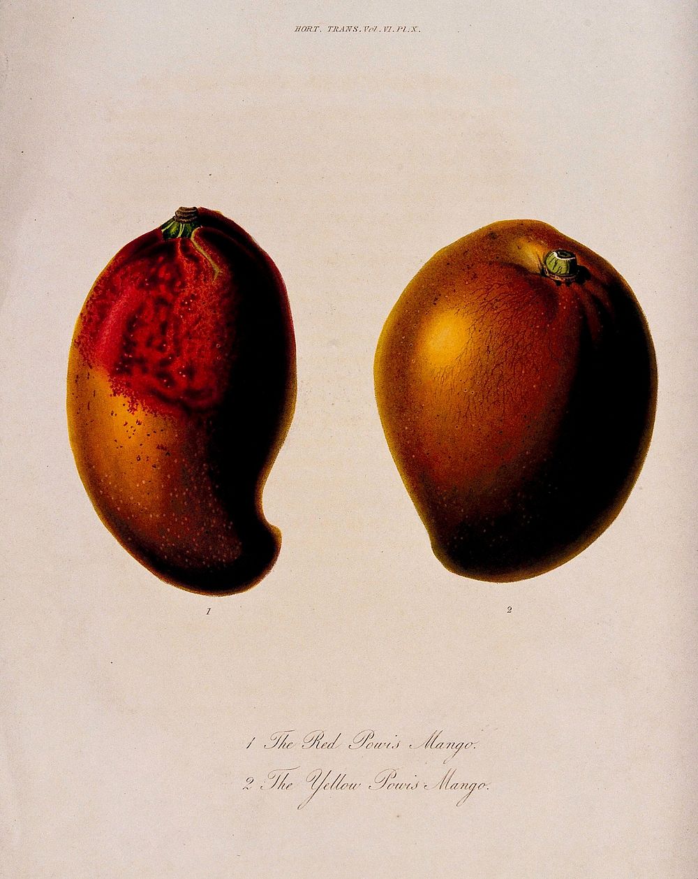 Two cultivars of mango (Mangifera indica cv.): entire fruits. Coloured etching by W. Clark, c. 1830, after Mrs. Withers.