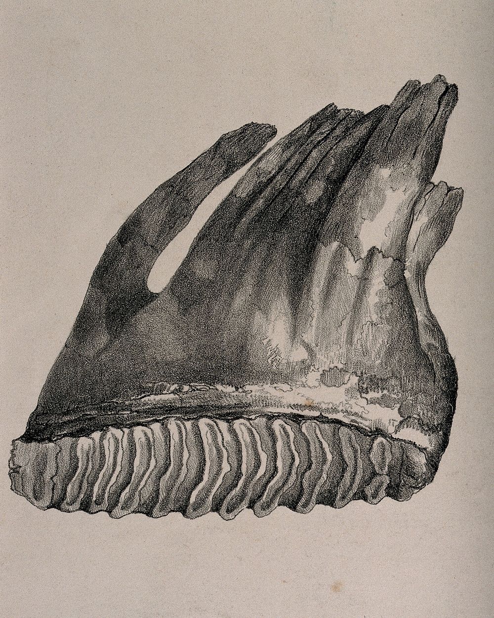 Tooth of an Asian elephant. Lithograph, 1850/1900.