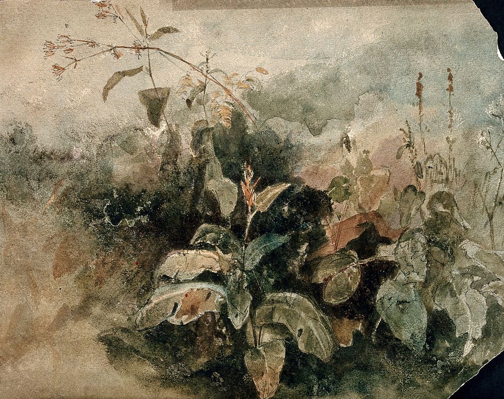 A stand of wild plants. Watercolour.