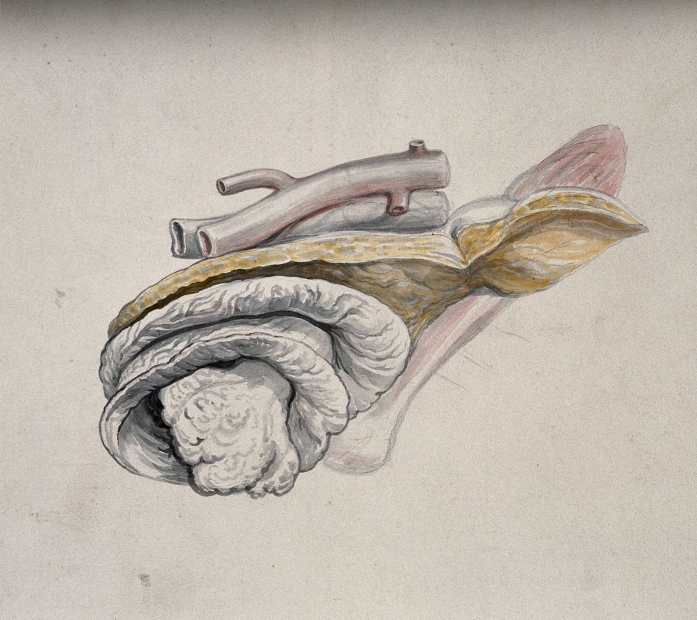 Dissection of an internal organ. Watercolour, ca. 1850.