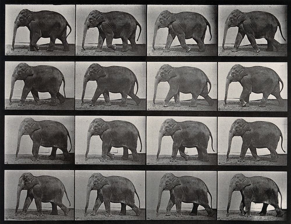 An elephant walking. Collotype after Eadweard Muybridge, 1887.