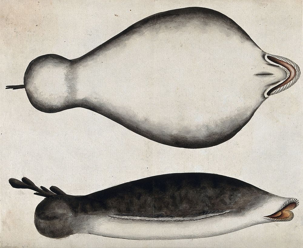 The belly and side of a large, flat whale coloured black with a white snout and underside. Coloured engraving.