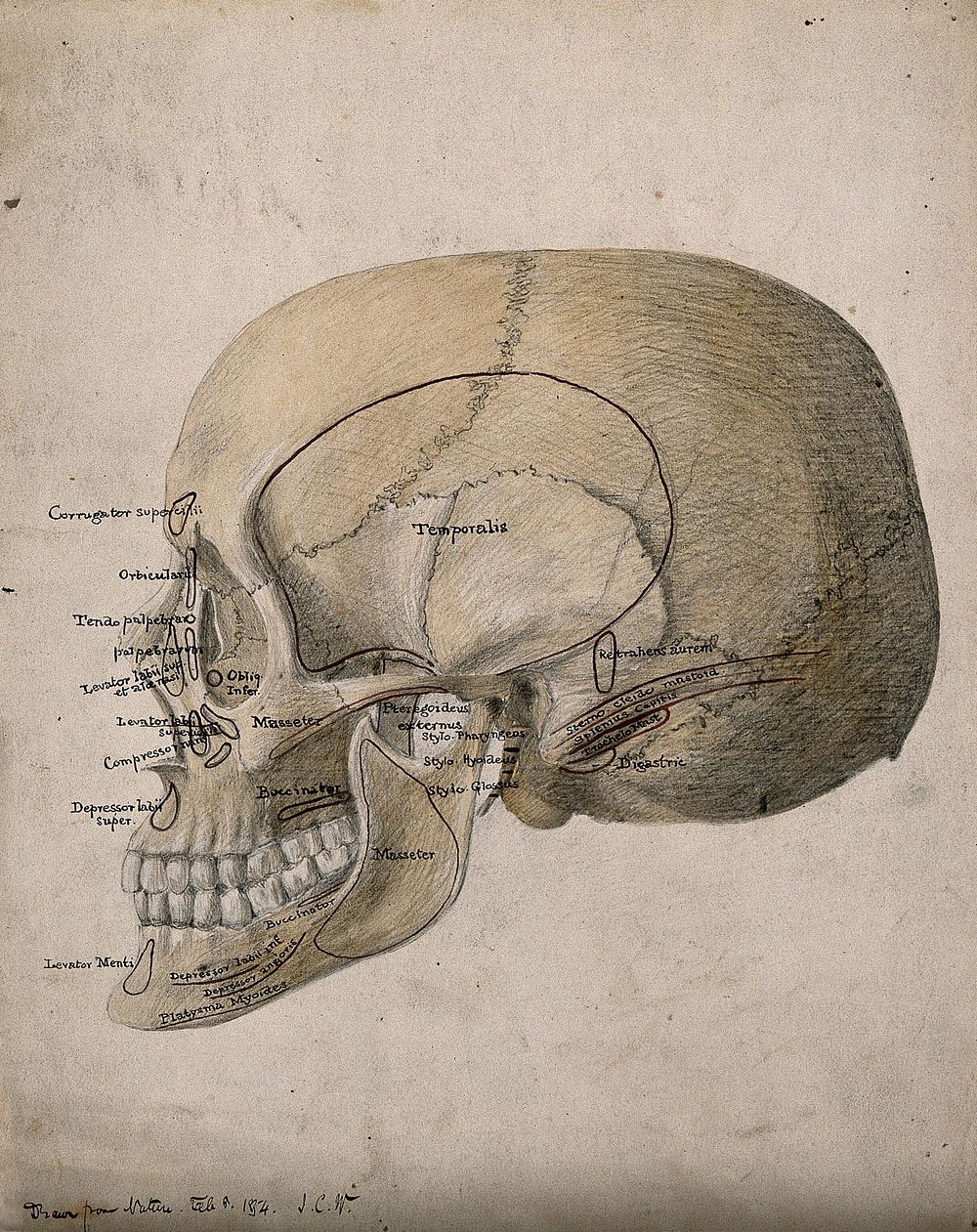 Human skull: side view. Watercolour, ink and pencil drawing by J.C. Whishaw, ca. 1854.