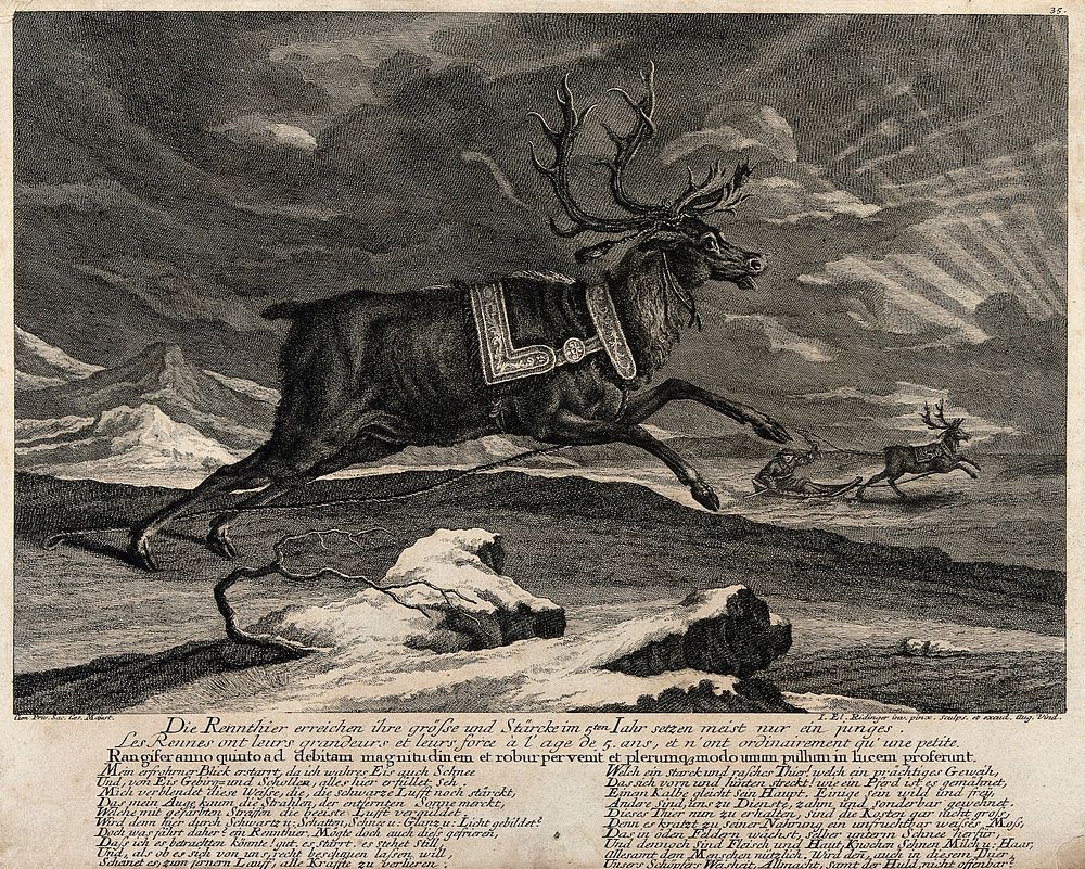 A harnessed reindeer rearing its front legs in a mountainous landscape with a reindeer pulling a manned sleigh in the…