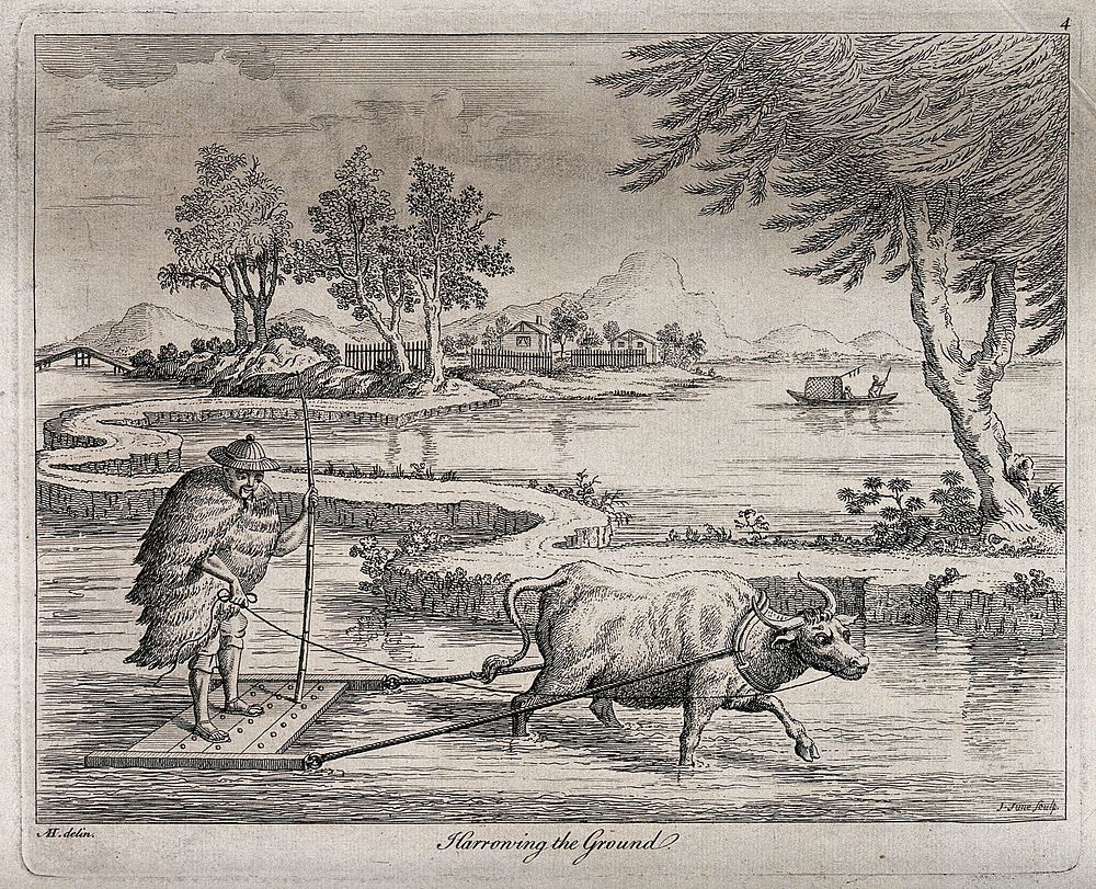 Agriculture: preparing rice paddies in China with an ox-drawn plough. Engraving by J. June after A. Heckel.
