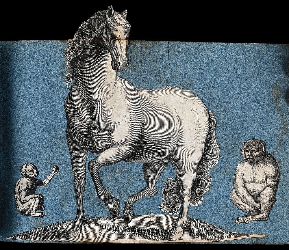 Two monkeys and a horse. Cut-out engravings pasted onto paper, 16--.