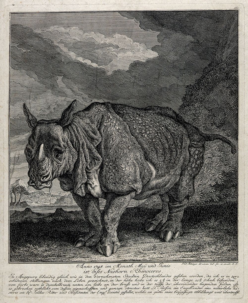 A rhinoceros (Clara) shown with a lake and palm trees in the background. Etching by J. E. Ridinger, ca. 1748.