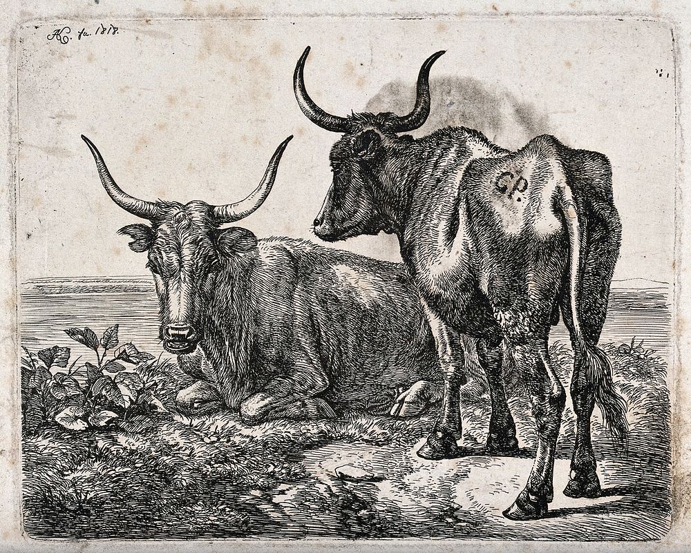 Two Polish oxen by a river or lake. Etching by J.A. Klein, 1818.