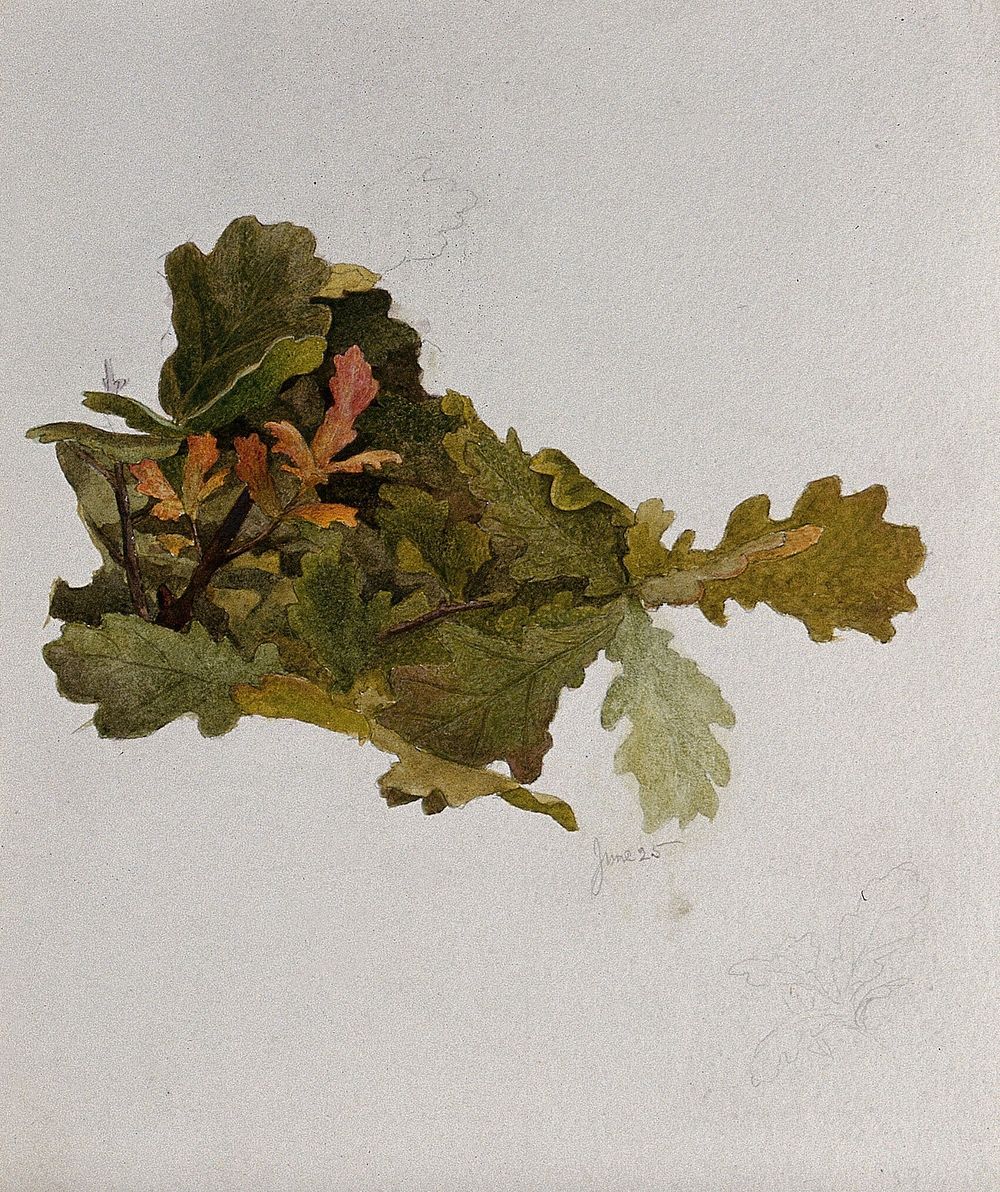 Leaves of oak (Quercus species). Watercolour drawing.