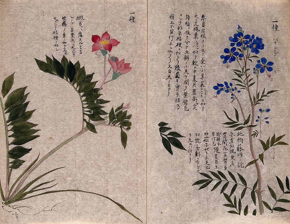 Two plants: flowering stems. Watercolour.