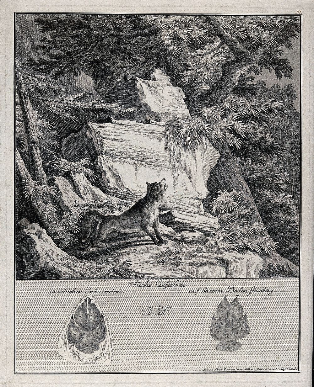 Above, a fox standing on a mountain craig staring into a tree-top in pursuit of prey, below, the fox's tracks. Etching by J.…