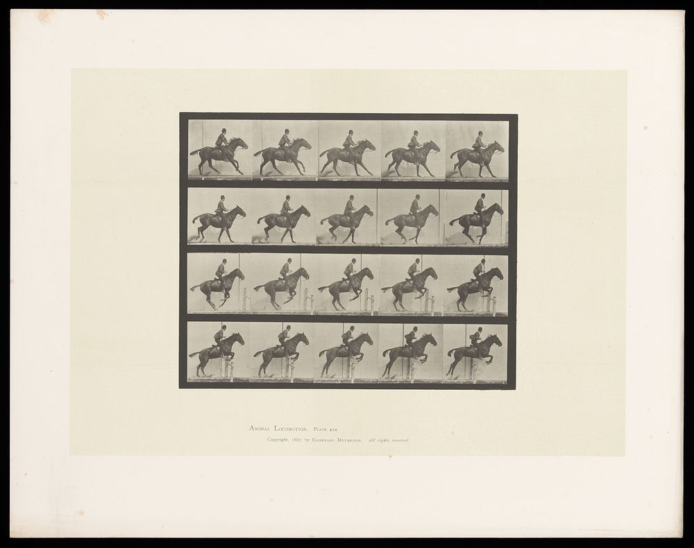 A clothed man rides a saddled horse then jumps a hurdle. Collotype after Eadweard Muybridge, 1887.
