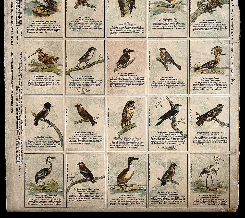 Fifteen birds indigenous to France, including a snipe, kingfisher, hoopoe, cuckoo, heron and stork. Chromolithograph after…