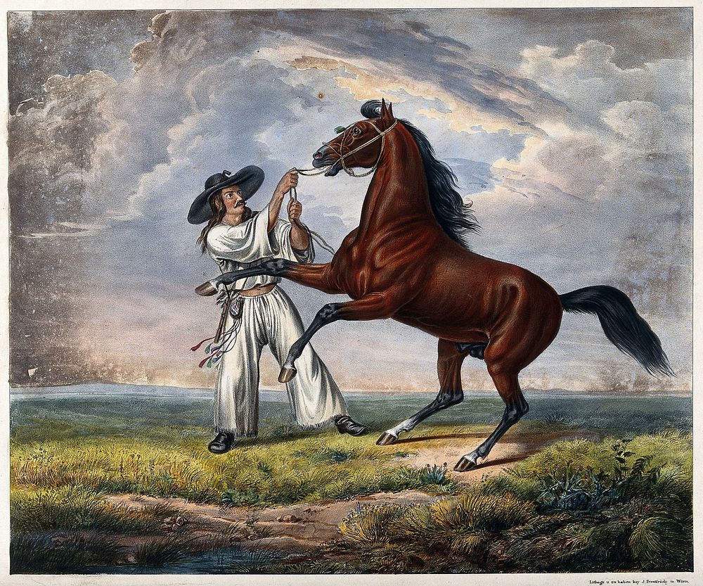 A man in white dress with a large brimmed black hat is holding a rearing horse by its reins. Coloured lithograph.