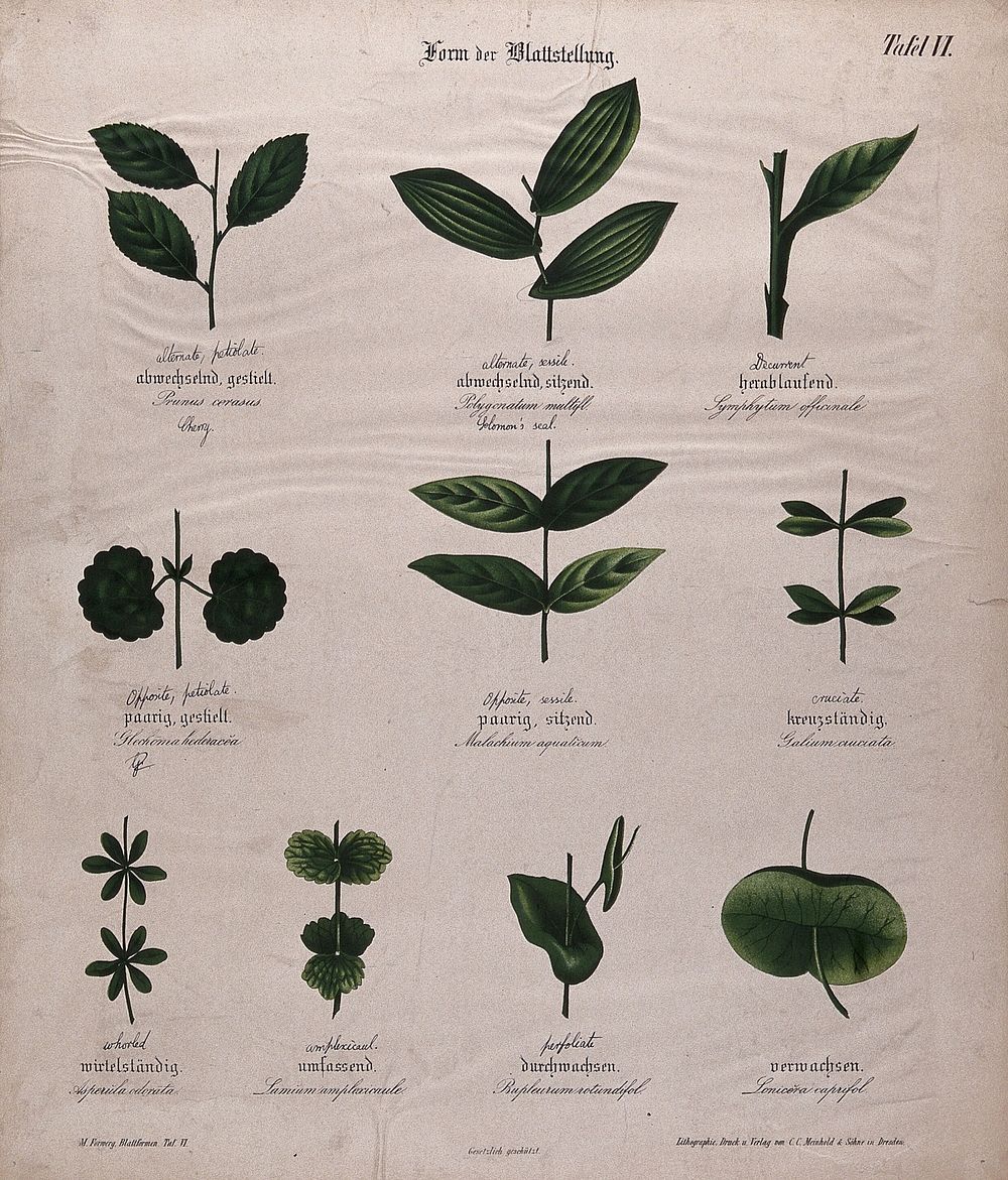 Ten plant leaves, all with different arrangements. Chromolithograph, c. 1850.