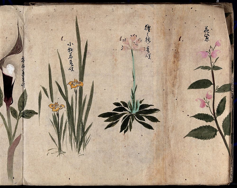 Four flowering plants, possibly including species of Sisyrinchium and Dracunculus. Watercolour, c. 1870.