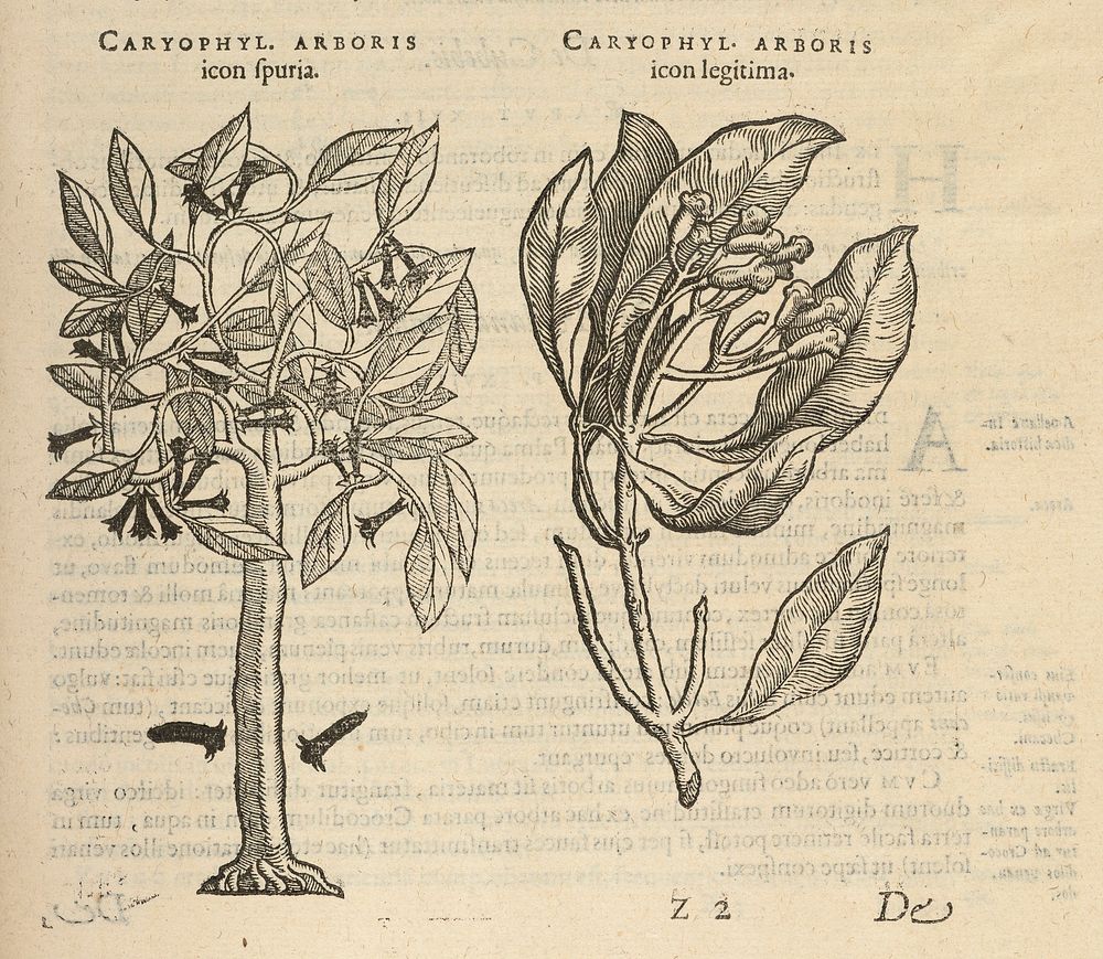 Caroli Clusii ... Exoticorum libri decem: quibus animalium plantarum, aromatum, aliorumque peregrinorum fructuum historiae…