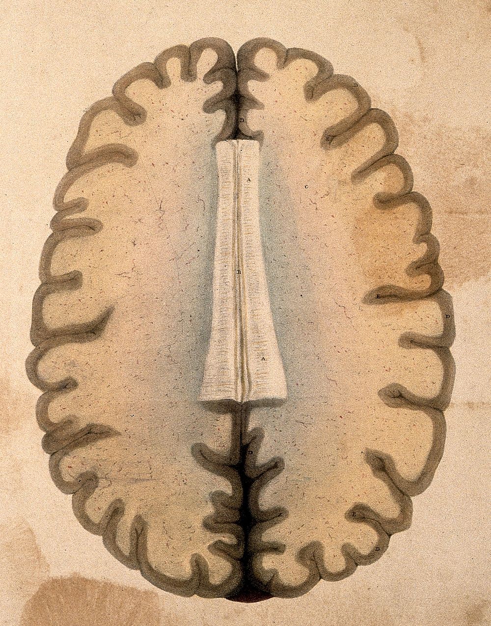 The human brain: cross-section through the hemispheres at the level of the corpus callosum. Coloured lithograph by William…