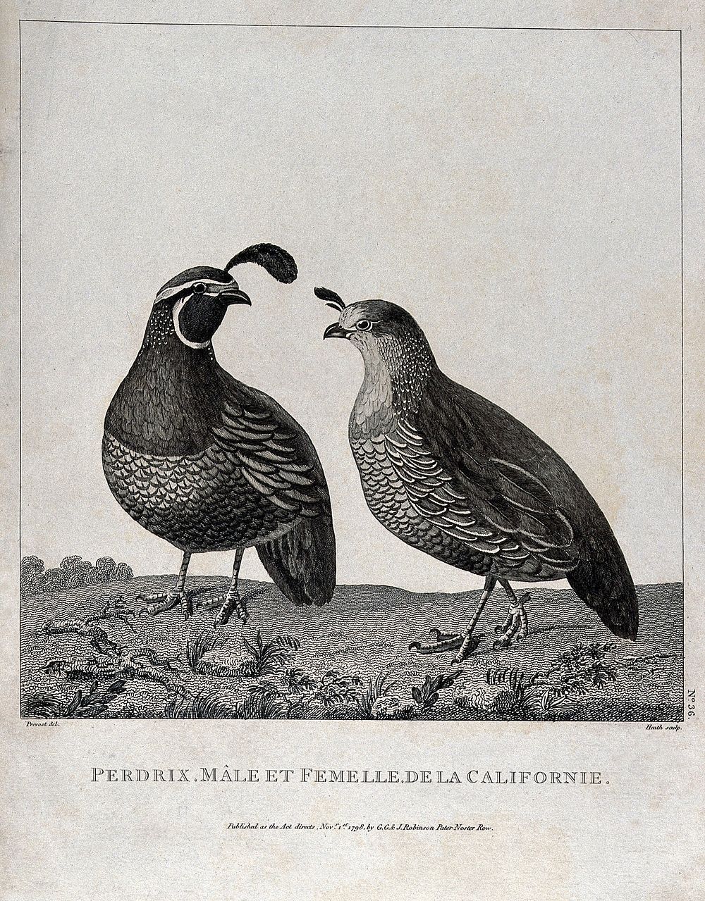 Valley quail (Lophortyx californica): male and female. Engraving with etching by J. Heath, ca. 1798, after J.R. Prevost.