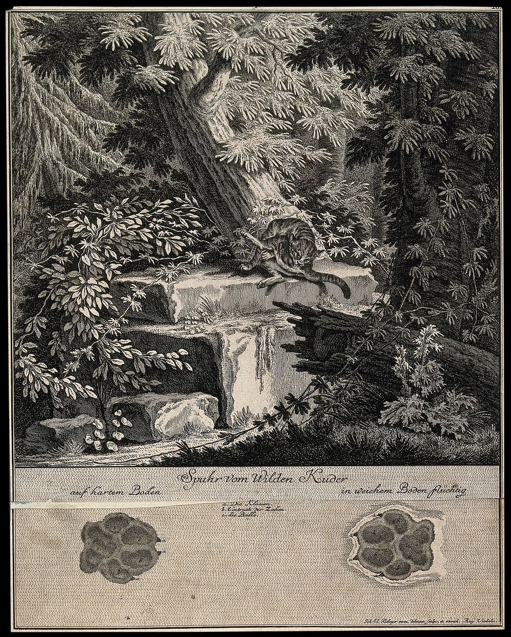 Above, a wildcat grooming itself on a pedestal in the forest, below, its tracks. Etching by J.E. Ridinger.